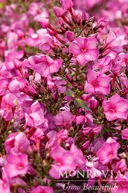 Image result for Phlox paniculata `Sweet Summer`