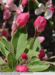 Attēlu rezultāti vaicājumam “Malus x zumi”