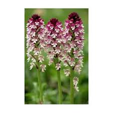 Attēlu rezultāti vaicājumam “Orchis ustulata flower”