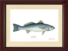 Image result for Cynoscion regalis