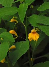 Attēlu rezultāti vaicājumam “Impatiens noli-tangere flower”