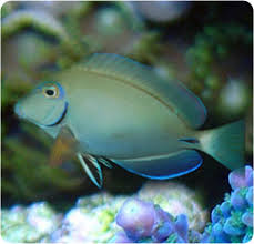 Image result for Acanthurus bahianus