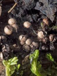 Attēlu rezultāti vaicājumam “Diderma radiatum”