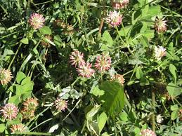 Attēlu rezultāti vaicājumam “Trifolium hybridum flower”