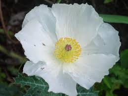 Attēlu rezultāti vaicājumam “Papaver argemone bud”