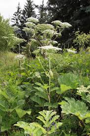 Attēlu rezultāti vaicājumam “Heracleum sphondylium subsp. sibiricum fruit”