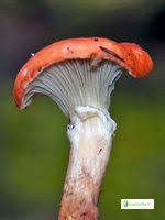 Attēlu rezultāti vaicājumam “Gomphidius roseus”