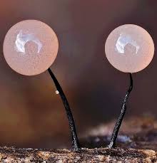 Attēlu rezultāti vaicājumam “Arcyria globosa spores”