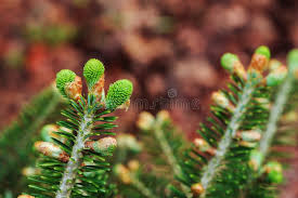 Attēlu rezultāti vaicājumam “Abies koreana”