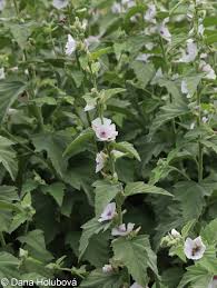 Image result for Althaea officinalis