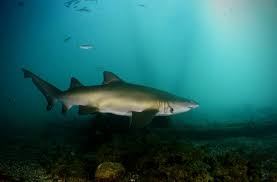 Image result for Carcharias taurus