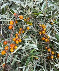 Attēlu rezultāti vaicājumam “Hippophae rhamnoides fruit”