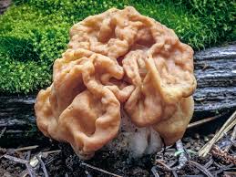 Attēlu rezultāti vaicājumam “Gyromitra gigas”