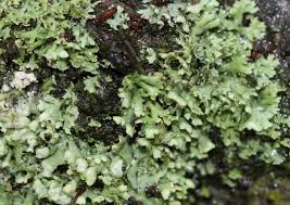 Attēlu rezultāti vaicājumam “Physcia adscendens”