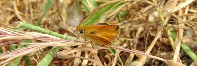 Attēlu rezultāti vaicājumam “Thymelicus sylvestris underside”