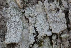 Attēlu rezultāti vaicājumam “Pertusaria albescens”