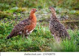 Attēlu rezultāti vaicājumam “Lagopus lagopus male”