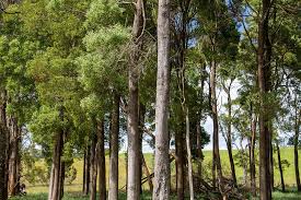 Image result for Blackwood