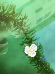 「水蘊草」的圖片搜尋結果