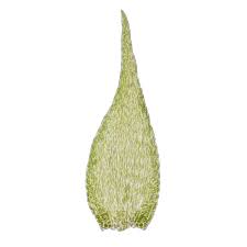 Attēlu rezultāti vaicājumam “Homomallium incurvatum”