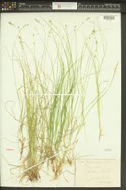 Attēlu rezultāti vaicājumam “Carex chordorhiza”