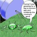 greenfly.jpg