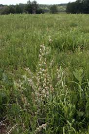 Attēlu rezultāti vaicājumam “Salix repens subsp. rosmarinifolia”