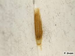 Attēlu rezultāti vaicājumam “Bucculatricidae”