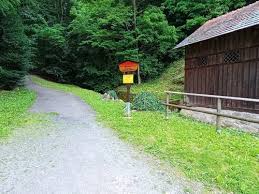 Image result for Mammutbaum