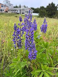 Attēlu rezultāti vaicājumam “Lupinus polyphyllus leaf”