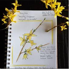 Attēlu rezultāti vaicājumam “Forsythia intermedia flower”