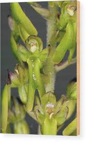 Attēlu rezultāti vaicājumam “Listera ovata flower”