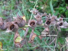 Attēlu rezultāti vaicājumam “Hyoscyamus niger fruit”