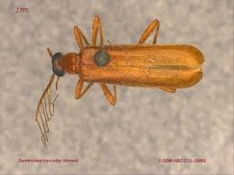 Attēlu rezultāti vaicājumam “Pyrochroidae”