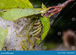 Attēlu rezultāti vaicājumam “Yponomeuta evonymella larva”