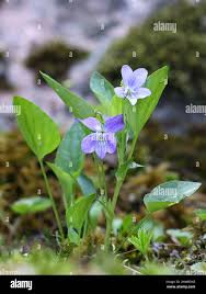 Attēlu rezultāti vaicājumam “Viola canina flower”