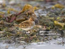 Attēlu rezultāti vaicājumam “Calidris minuta”