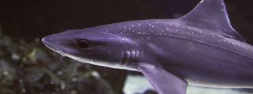 Image result for Mustelus asterias