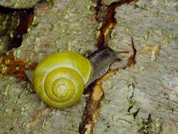 Attēlu rezultāti vaicājumam “Cepaea hortensis”