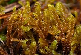 Attēlu rezultāti vaicājumam “Palustriella falcata”