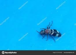 Attēlu rezultāti vaicājumam “Thanasimus formicarius”