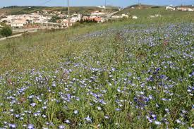 Image result for Convolvulus tricolor