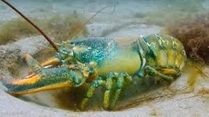 Image result for Homarus americanus
