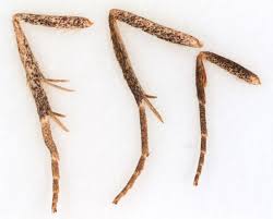 Attēlu rezultāti vaicājumam “Laspeyria flexula”