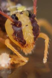 Attēlu rezultāti vaicājumam “Ptenothrix sp.”