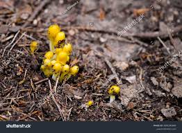 Attēlu rezultāti vaicājumam “Bolbitius vitellinus”