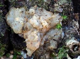 Attēlu rezultāti vaicājumam “Myxarium nucleatum”