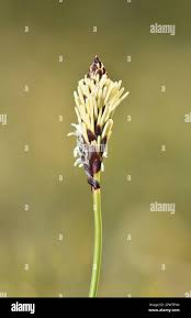 Attēlu rezultāti vaicājumam “Carex ericetorum”