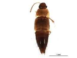 Attēlu rezultāti vaicājumam “Tachyporus sp.”
