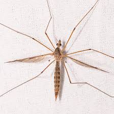 Attēlu rezultāti vaicājumam “Tipulidae”